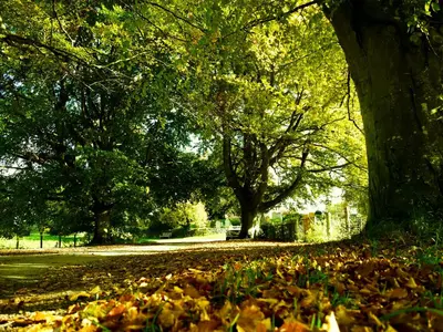 a park with leaves on the ground next to a tree at The Red Lion Hotel in Bredwardine