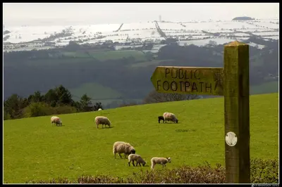 a herd of sheep grazing on a hill with a sign at The Red Lion Hotel in Bredwardine