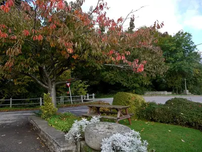 a picnic table in a park under a tree at The Red Lion Hotel in Bredwardine