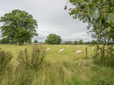 a group of sheep grazing in a field at Bearwood Cottage in Pembridge
