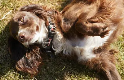 a brown and white dog laying in the grass at Pear Tree Cottage Shropshire in Orleton