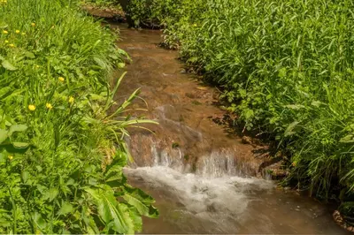 a stream of water in a field with plants at The Garden Barn in Peterchurch