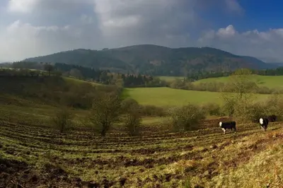 two cows walking in a field with mountains in the background at The Shippen - Open-plan barn conversion, high-spec, stunning views in Norbury