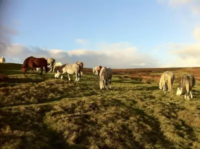 a group of horses and sheep grazing in a field at The Shippen - Open-plan barn conversion, high-spec, stunning views in Norbury