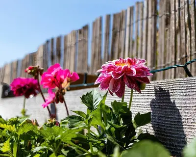 a group of pink flowers next to a fence at The Shire Luxury Converted Horse Lorry with private hot tub Cyfie Farm in Llanfyllin