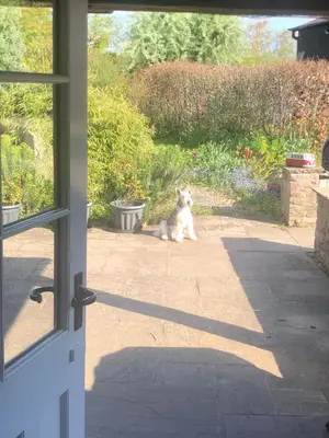 a dog sitting on the ground next to a door at The Annexe at Walnut Tree Cottage in Hope under Dinmore