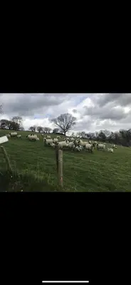 a herd of sheep grazing in a field at Pippin Lodge in Llanwrda