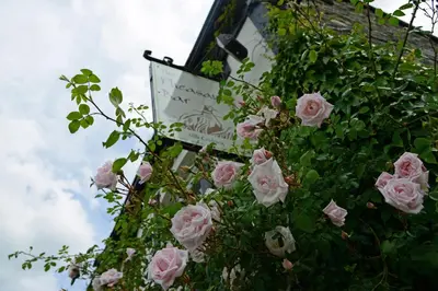 a bunch of pink roses growing on a building at The Mulberry Inn in Glyn-Ceiriog