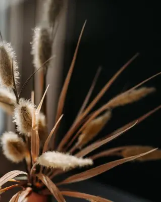 a close up of a plant with brown needles at Boutique Shrewsbury Rooms in Shrewsbury