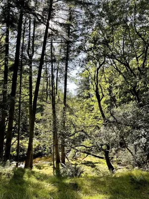 a forest filled with lots of trees and green grass at Bear Cottage, Tyn Y Cwm in Scyborycoed