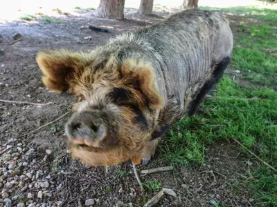 a pig standing in the grass in a field at Awelfan in Newtown