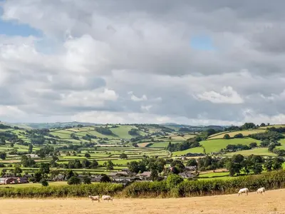 a group of animals grazing in a field at Pen Copi in Trefeglwys