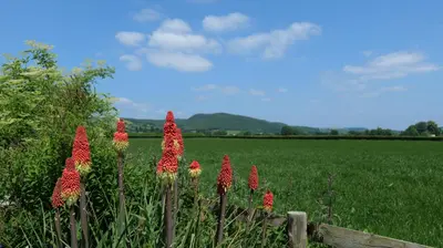 a bunch of red flowers in front of a field at Country Cottage with Far Reaching Views in Presteigne