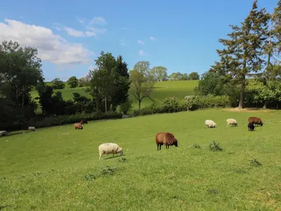 a group of sheep grazing in a field at Ysgubor Fachwen in Newtown
