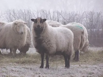 a herd of sheep standing in a field at Stunning cottage nestled under the Longmynd Hills. in Church Stretton