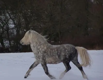 a horse is walking in the snow at Stunning cottage nestled under the Longmynd Hills. in Church Stretton