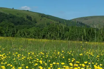a field of yellow flowers in a grassy field at Cosy and quiet one bed barn conversion. in Church Stretton