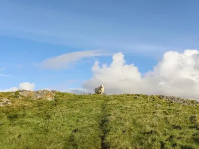 a sheep sitting on top of a grassy hill at Bryn Y Mor in Tywyn