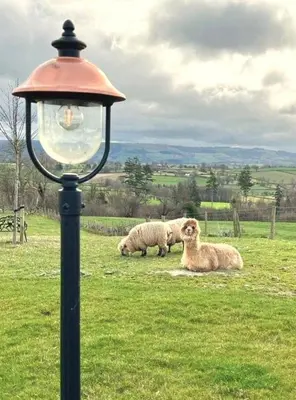 two sheep laying in a field next to a street light at Honeybee Home in Llansantffraid-ym-Mechain
