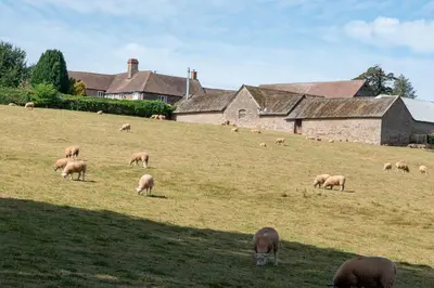 a herd of sheep grazing on a grassy field at Beautiful cabins in Herefordshire countryside in Hereford