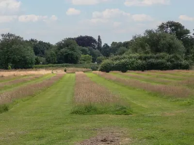 a field of grass with trees in the background at Daisy in Leominster
