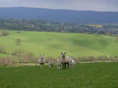 a group of sheep standing on a grassy hill at Middle Woodbatch B&B in Bishops Castle