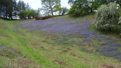 a field of purple flowers on a hill at Middle Woodbatch B&B in Bishops Castle