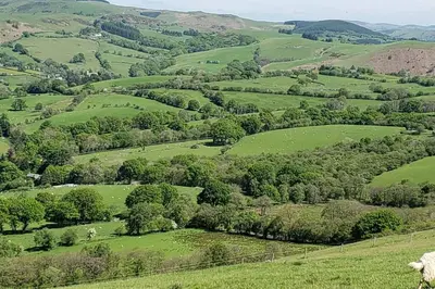 a green hillside with sheep in a field at Stargazing lodge with amazing views. in Llandrindod Wells