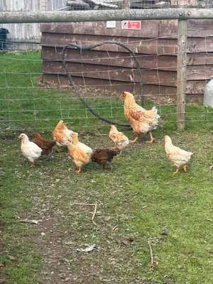 a group of chickens standing in the grass at Bridie -rose with wood tub country retreat in Kington