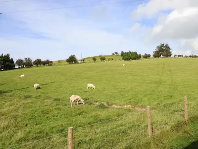 a herd of sheep grazing in a green field at Mynydd Y Glyn Lodge in Llanfyllin