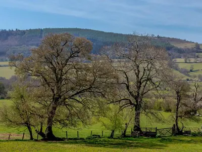 a group of three trees in a field at 3 Bed in Brecon oc-bn331 in Cathedine