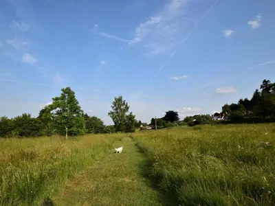 a white cat walking down a grassy field at 1 Bed in Presteigne oc-53667 in Presteigne