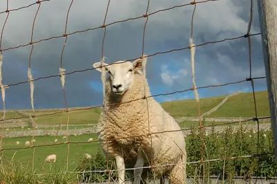 a sheep is standing behind a wire fence at Idris View Family Holiday Home in Tywyn