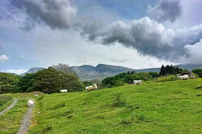 a herd of sheep grazing on a grassy hill at CaeEinion Cottage a Georgeous Rural Retreat Nr Dolgellau in Dolgellau