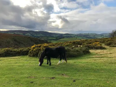 a black horse grazing in a field of grass at Offa's Dyke Lodge B&B in Gladestry
