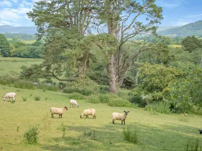 a herd of sheep grazing in a field at 2 Bed in Llangammarch Wells oc-bn059 in Garth