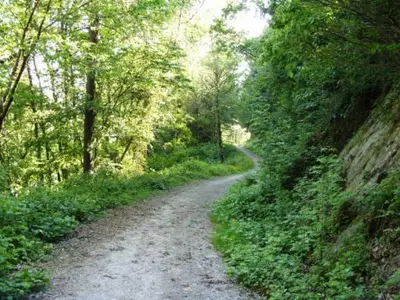a dirt road in the middle of a forest at Railway Station Cottage in Llandrindod Wells