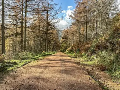 a dirt road in the middle of a forest at The Old Stables in Presteigne
