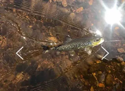 a brown trout swimming in the water at Lovely peaceful 2 bed cottage in Llandderfel