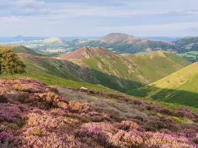 a field of purple flowers on a hill with mountains at 1 Bed in Church Stretton oc-90929 in All Stretton