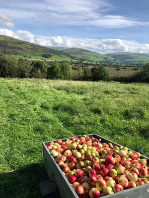 a box of apples sitting in a field at Glan Y Morfa Bach The Stone Cottage in Tywyn