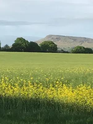 a field of yellow flowers in a green field at Leverets - Squirrel Lane Lodges Ludlow in Ludlow