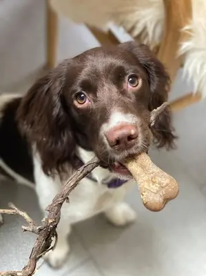a dog holding a stick in its mouth at Cosy Cottage in Aberaeron