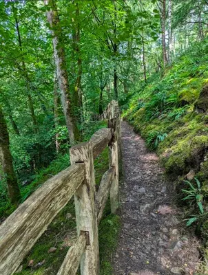 a wooden fence on a trail in the woods at Dolgellau Grand Heights Apt in Dolgellau