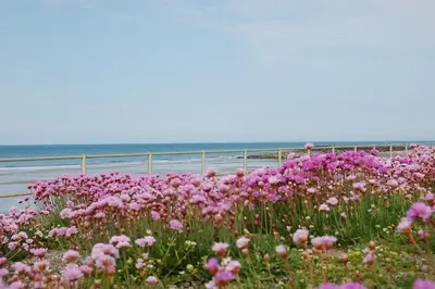 a field of pink flowers next to the ocean at Trem Y Mor - Edge of the Sea in Tywyn