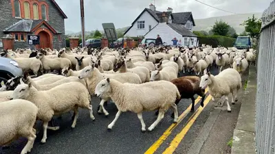a herd of sheep walking down a street at Penralley House B&B in Rhayader