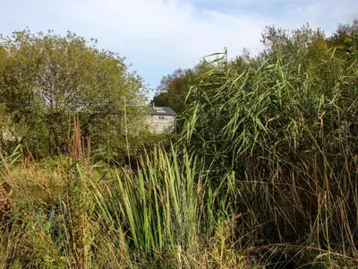 a field of tall grass with a house in the background at The Duckhouse in Shrewsbury