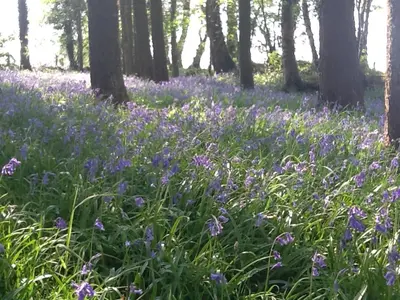 a field of purple flowers in the woods at Tanybryn (Welsh meaning on the brow of a hill) in Tregaron