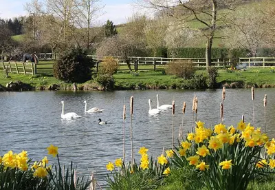 a group of swans swimming in a pond with flowers at Cider Press in Hereford