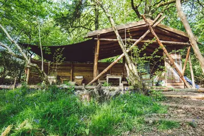 a log cabin in the woods with trees at Cuddfan Bach (The Little Hideaway) at Camp Plas in Welshpool